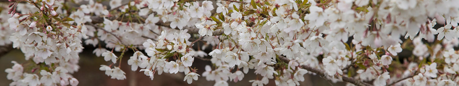 Green campus cherry blooming banner
