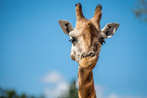 Chester Zoo